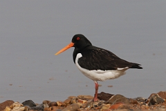 David Plant Photography - Wildlife Photography - Oystercatcher - U
